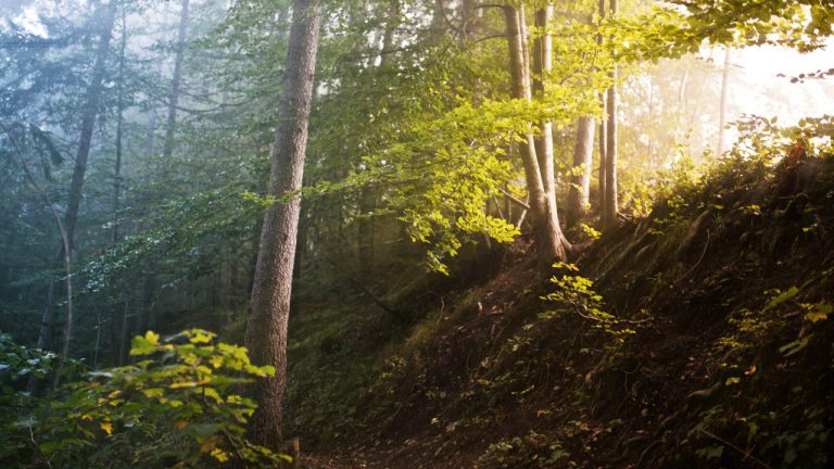 Garben: Waldbesitzerverband muss Realitäten akzeptieren